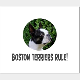 Boston Terriers Rule! Posters and Art